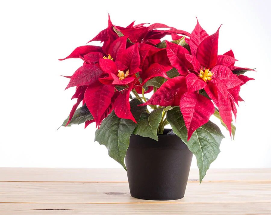 Пуансеттия euphorbia pulcherrima. Пуансеттия рождественская. Эуфорбия пуансеттия. Молочай - пуансеттия (рождественская звезда). Цветок пуансетия на рождество.