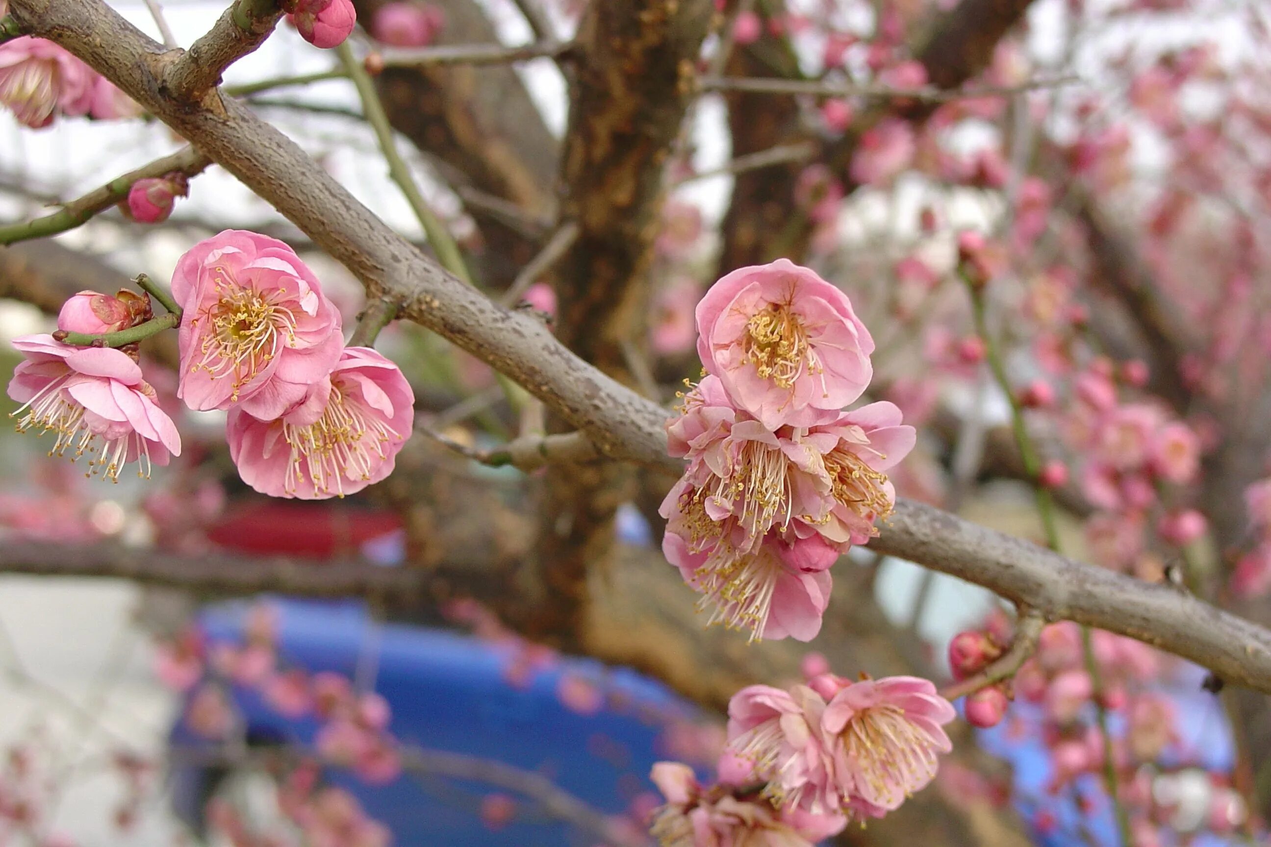 Японская слива умэ плоды. Абрикос муме в никитском саду. Цветы умэ японская слива. Японский абрикос муме. Японский абрикос дерево.