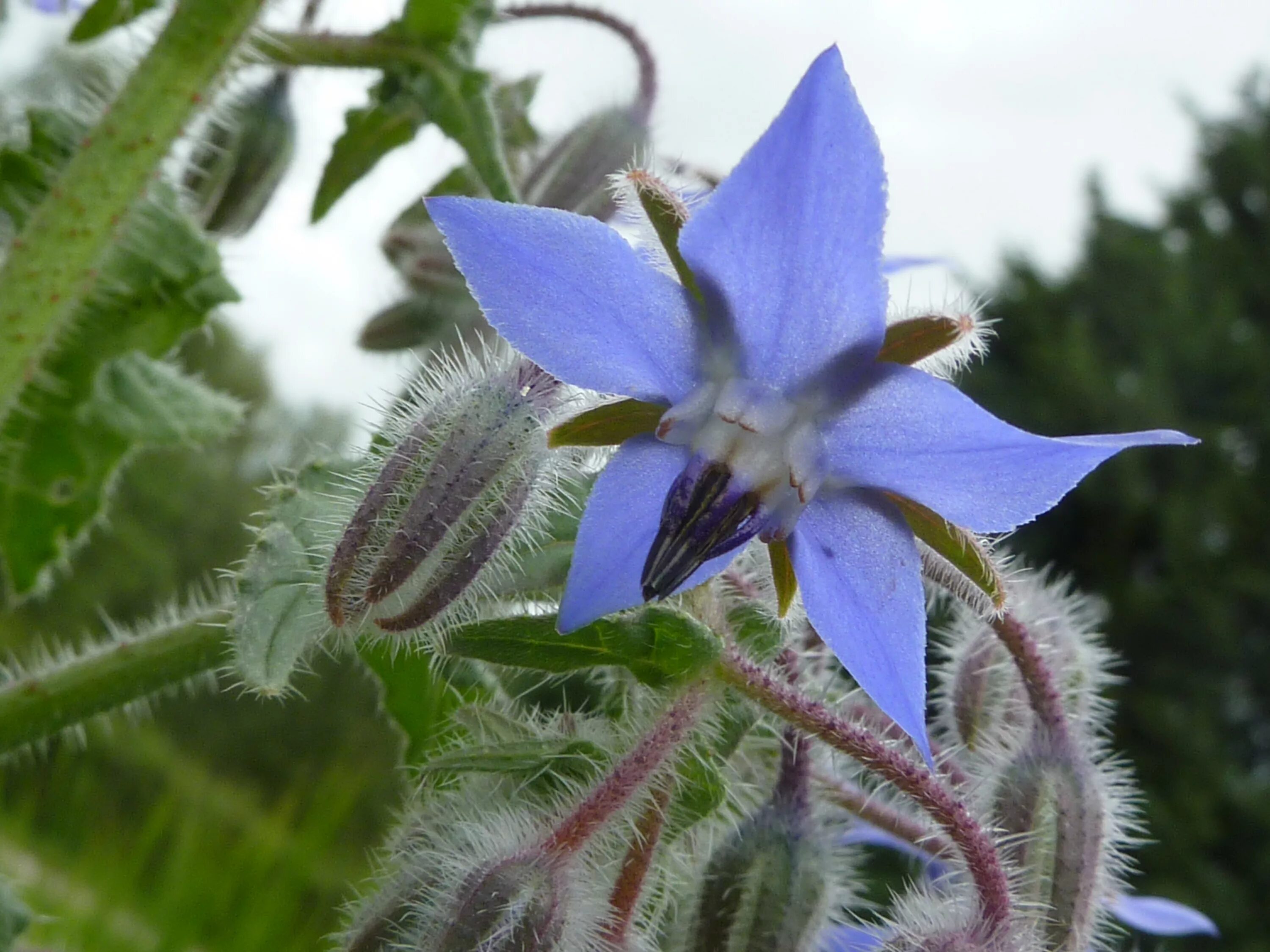 Окопник огуречная трава. Бурачниковые (Boraginaceae). Бораго огуречная трава. Окопник и бораго. Огуречная трава сканворд 6