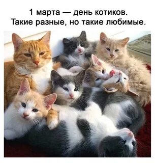 Про 7 кошек