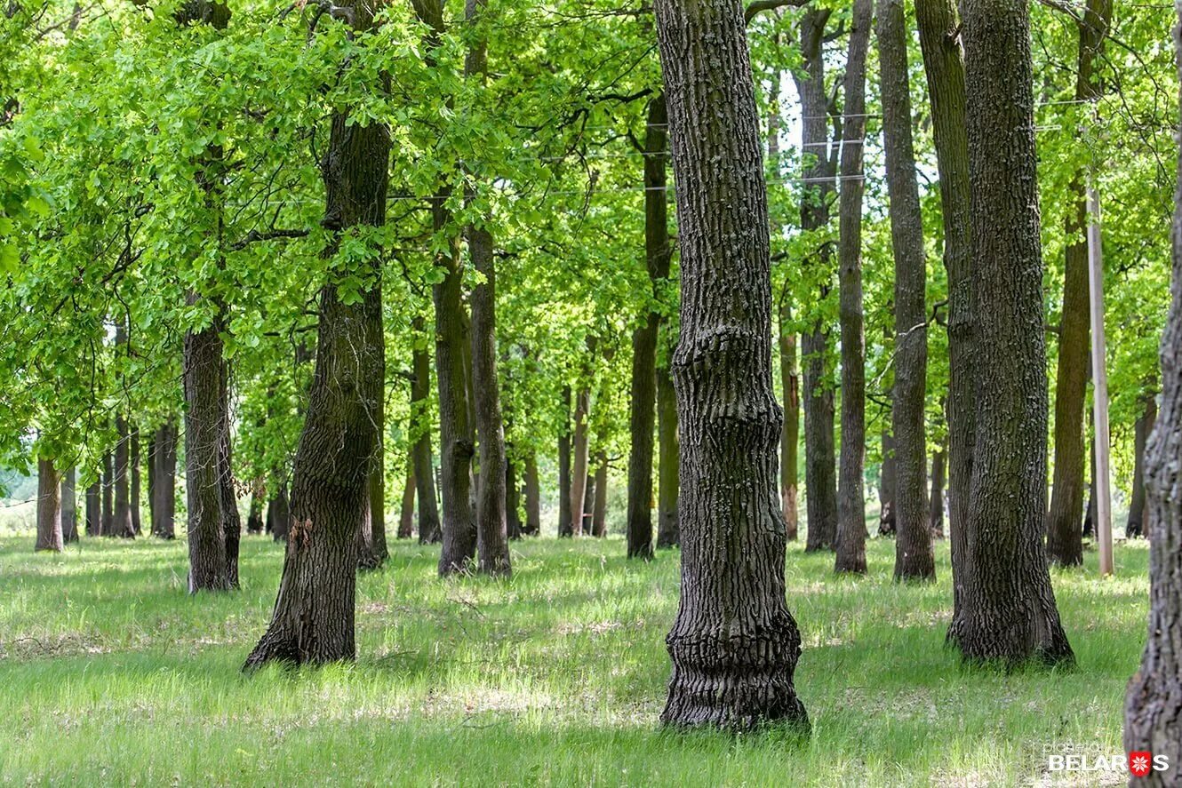 самара лес дубрава. дубовая роща лес. дуб широколиственный лес. присурская дубрава пенза. дубовая роща в дагестане.