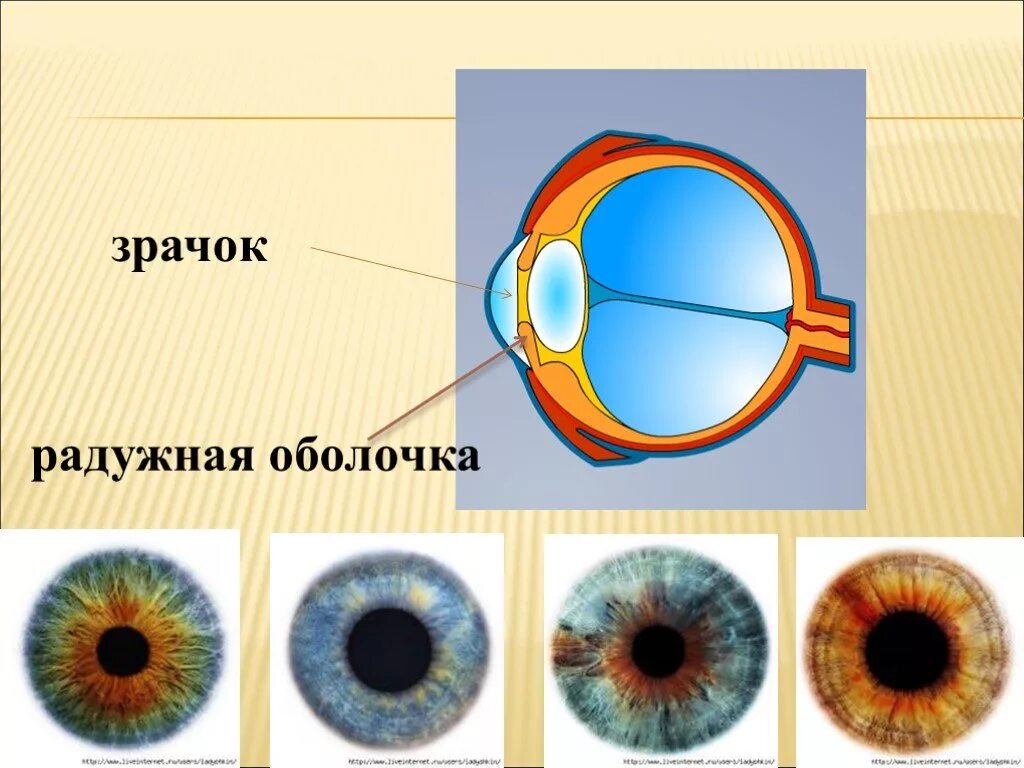 Орган зрения тест 8 класс биология