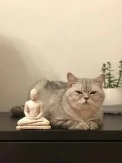Дзен кошки