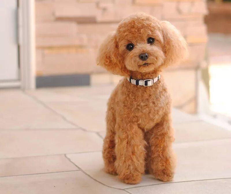 Собака похожая на игрушку. Пудель стрижка Тедди. Toy пудель. Собачка похожая на игрушку. Игрушка собака кудрявая.