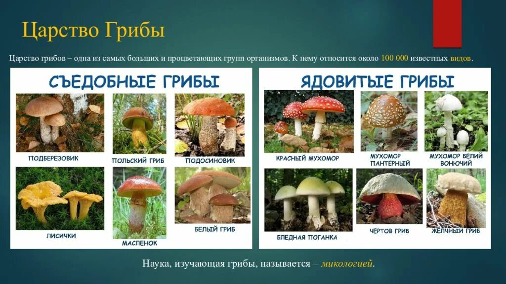 Царство грибов. Разнообразие грибов. Представители царства грибов. Царство грибы названия. Есть царство грибов