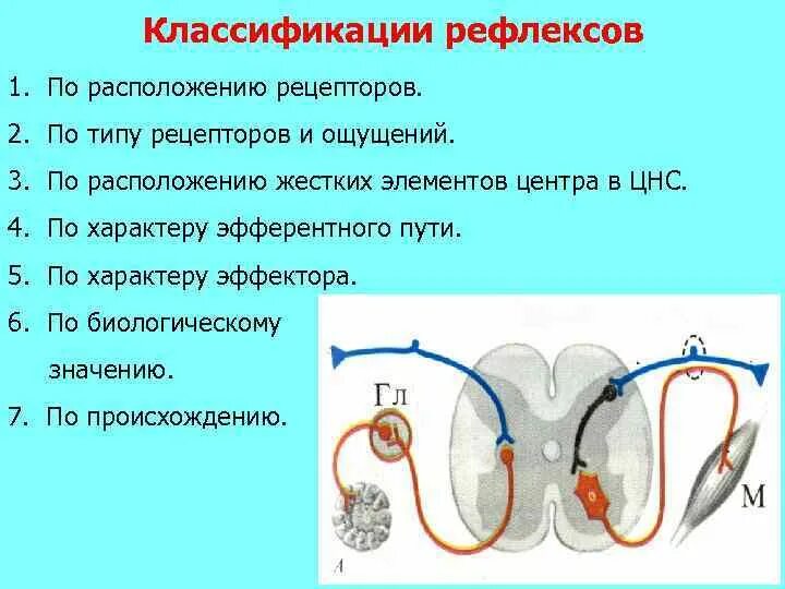 Классификация рефлексов по расположению. Классификация рефлексов по рецепторам. Классификация рецепторов по расположению. Классификация рефлексов по месту расположения рецепторов.