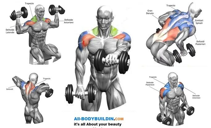 Передняя дельта с гантелями. Базовые упражнения на дельты. Эффективные упражнения на дельты. Упражнения на плечи в тренажерном зале. Упражнения на средние дельты.