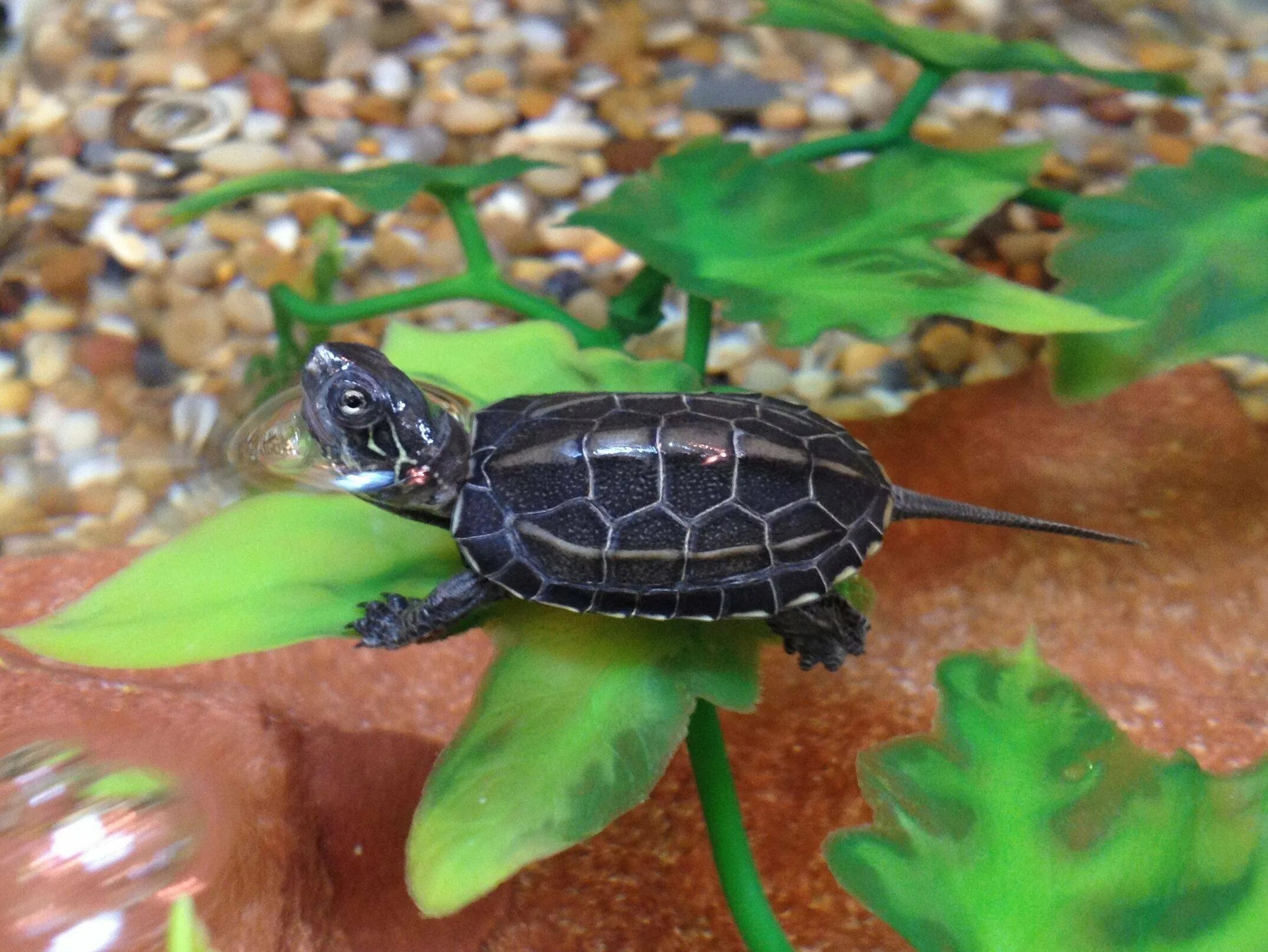 Маленькие черепашата. Новорожденная красноухая черепаха. Красноухая черепаха детеныш. Маленькие черепашата. Карликовых черепах.