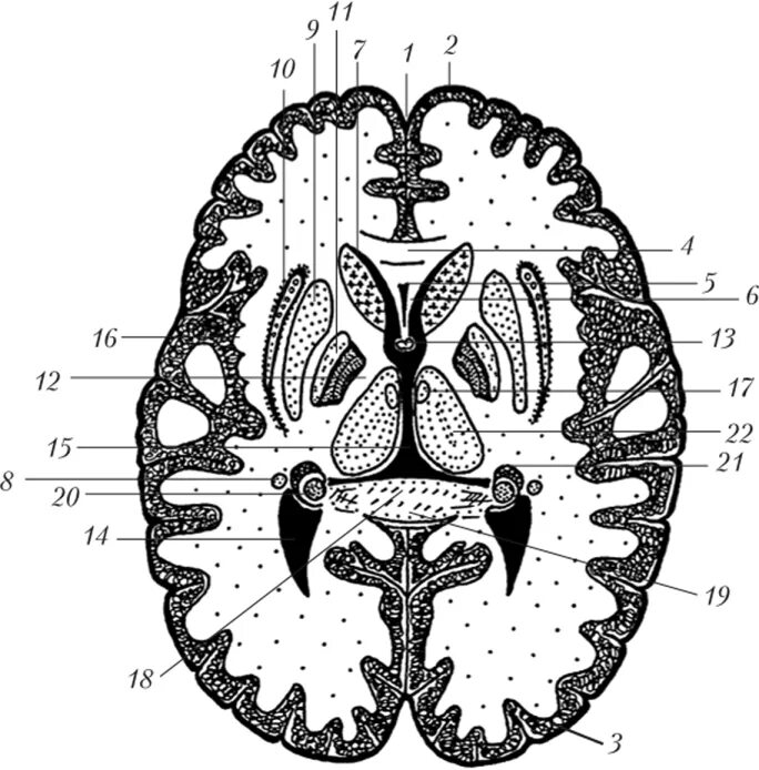 Горизонтальный срез головного мозга базальные ядра. Подкорковые ядра головного мозга анатомия. Базальные ядра головного мозга анатомия. Схема базальных ядер головного мозга.