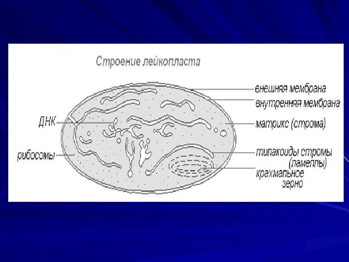 Какого строение пластид. Строение лейкопластов в клетке. лейкопласты строение рисунок. схема строения лейкопласта. строение лейкопласты рисунок с подписями и функции.
