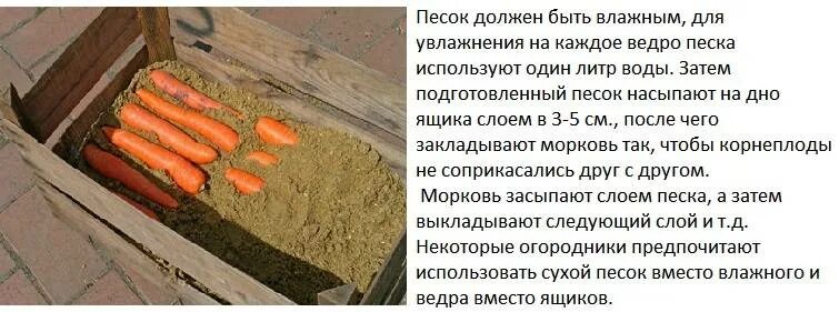 Есть морковь на ночь. Хранение моркови. Хранение моркови на зиму. Хранение свеклы и моркови в подвале. Ящик для хранения моркови.