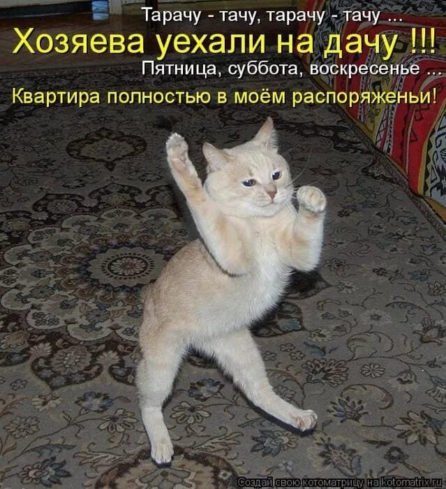 Что делать в субботу дома