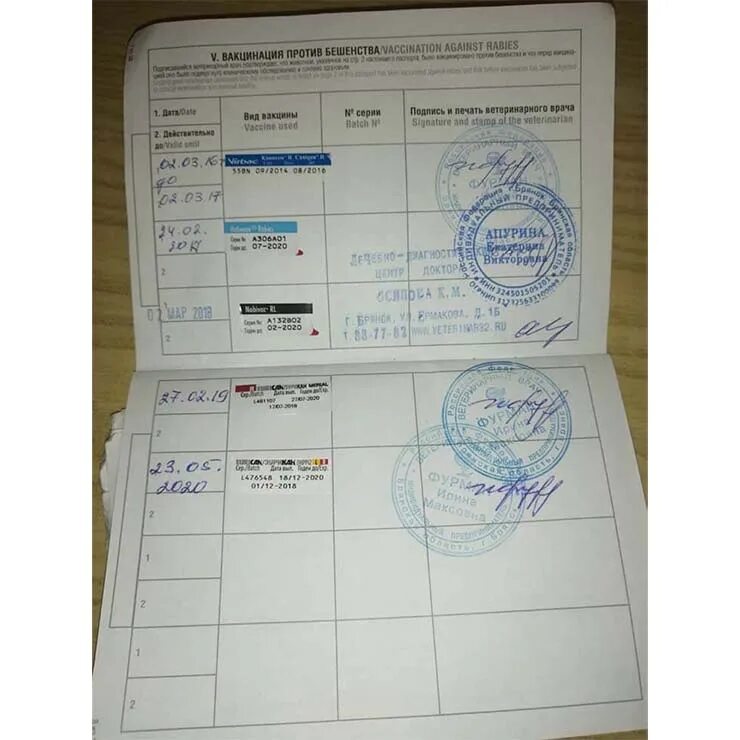 Ветеринарный паспорт для собак купить в Ростове-на-Дону, отличные цены на аксесс