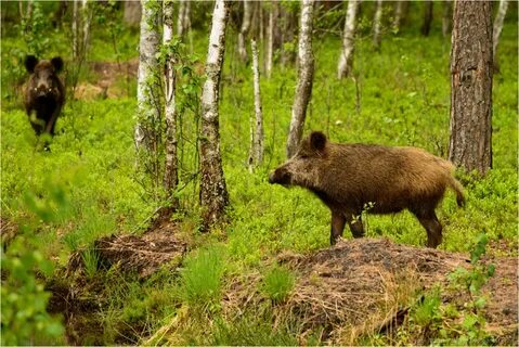 Животные гомель