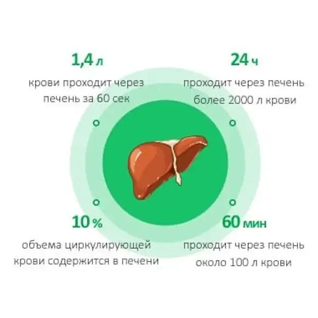 Содержится в печени человека. Фильтрация крови в печени. сколько крови проходит через печень. печень фильтрует кровь.