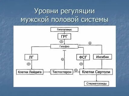 Регуляция полового