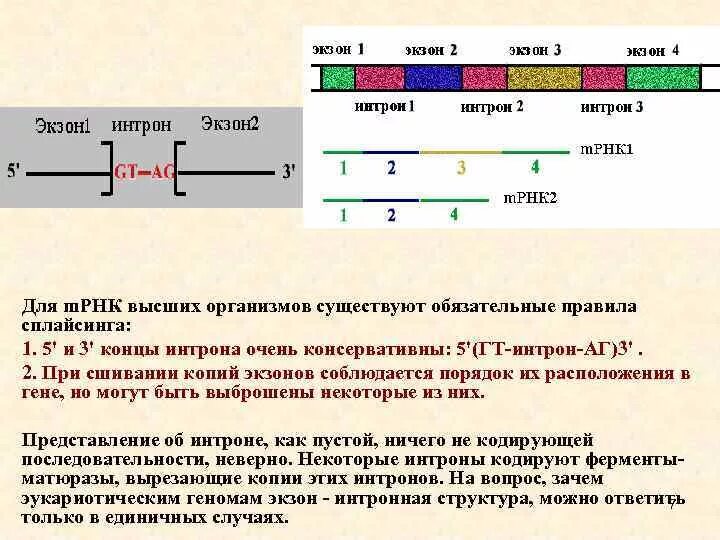 Экзон ру. Экзон и Интрон Гена. Интроны экзоны сплайсинг. Экзон интронная структура Гена. Строение Гена Интрон Экзон.