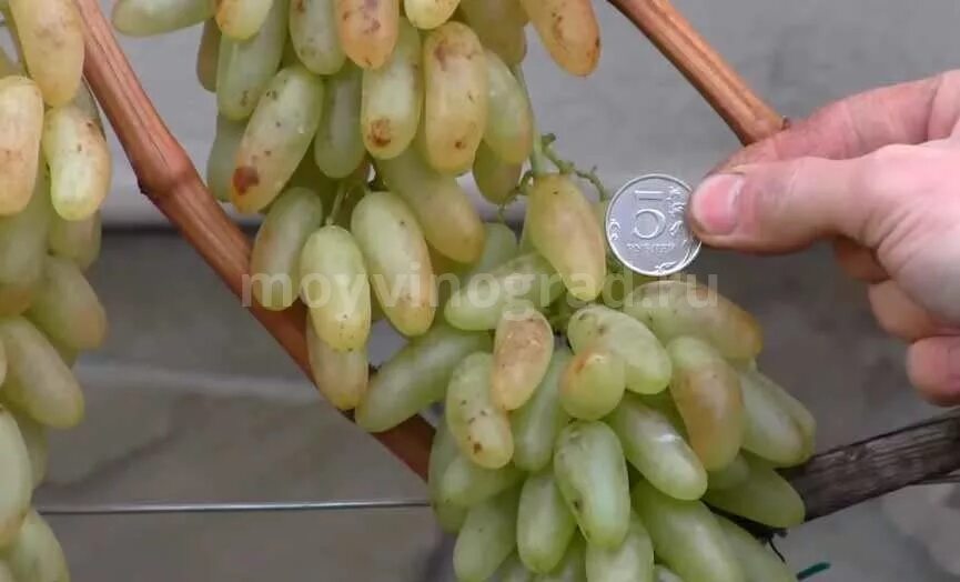 Дамский виноград фото. Сорт винограда дамские пальчики. виноград дамские пальчики зеленый. дамский пальчик виноград таджикистан. виноград джованни белый дамские пальчики.