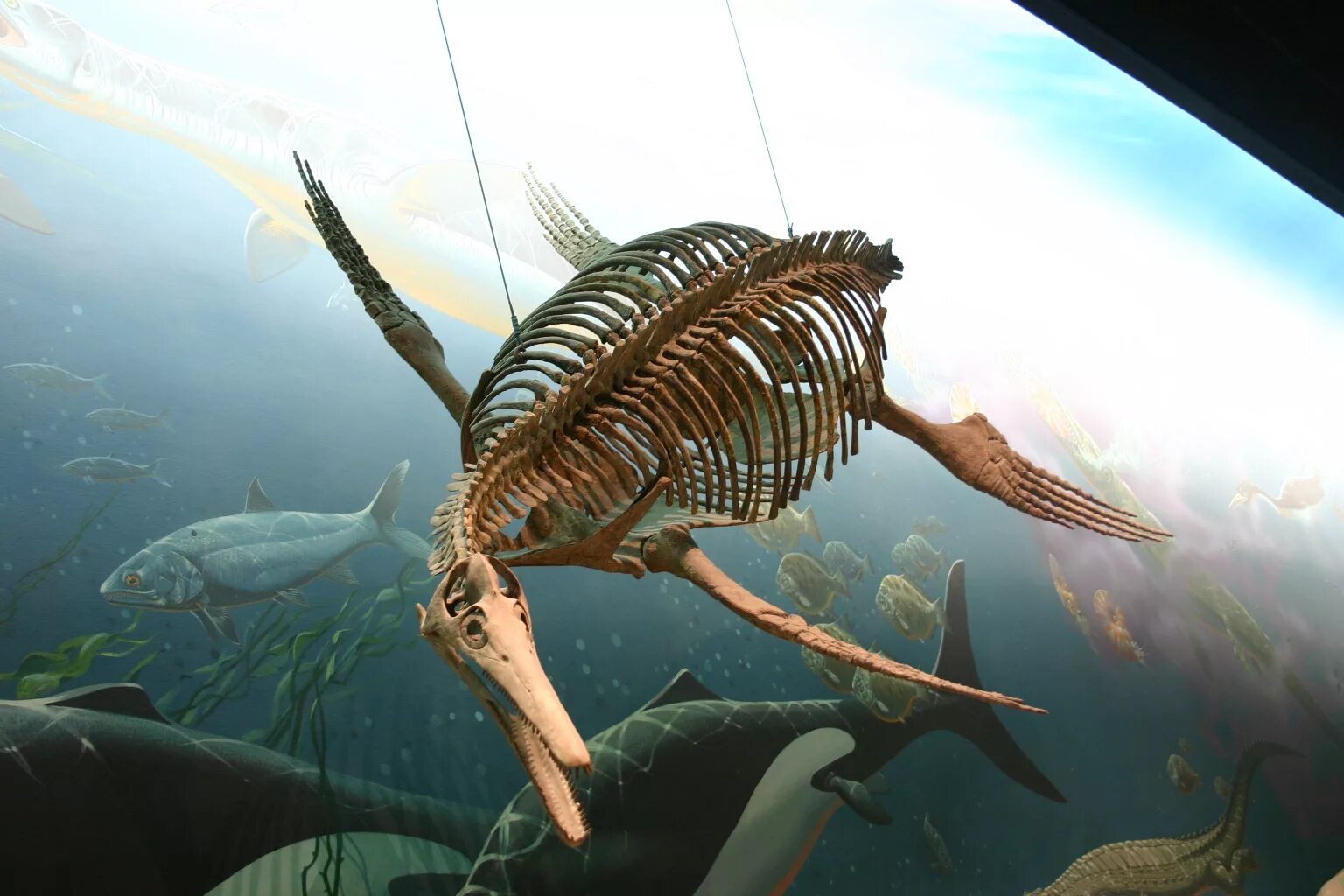 Самого древнего океана. Морские динозавры Ихтиозавр. Скелет ихтиозавра. Ихтиозавры Триасового периода. Ихтиозавры вымерли.