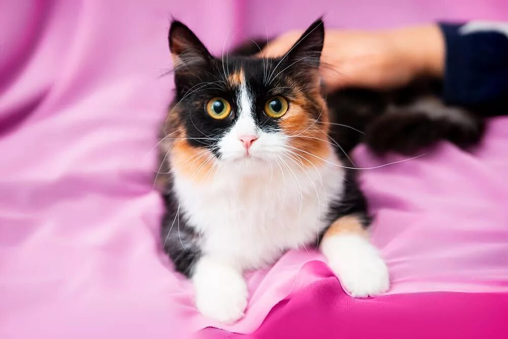 Пол трехцветного котенка. Трехшерстная кошка. Трёхцветная кошка. Котики трехцветные. Трёхцветная кошка маленькая.