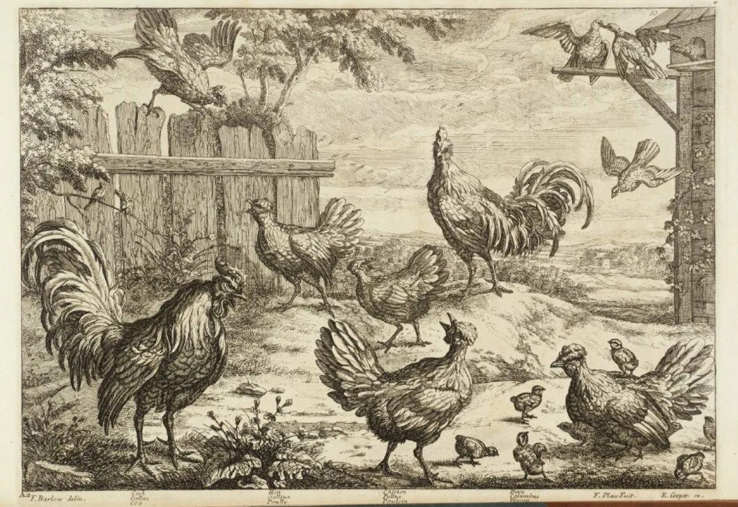 Птица история. Куры одомашнивание. Гравюра Фрэнсиса Барлоу (1626-1704). Куры и петухи в древности. Гравюра птицы.