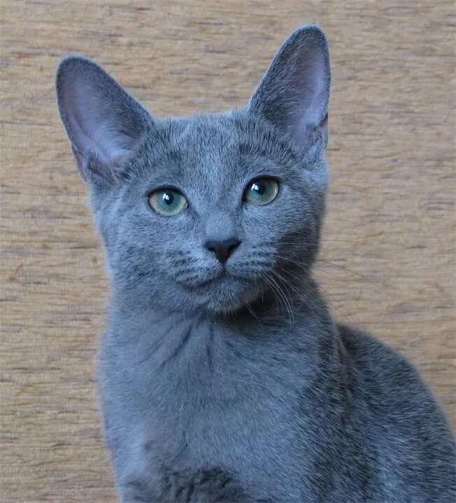 Синий котенок. Кот синего цвета. Британский короткошерстный голубой кот. Кот синего цвета. Кот синего цвета.