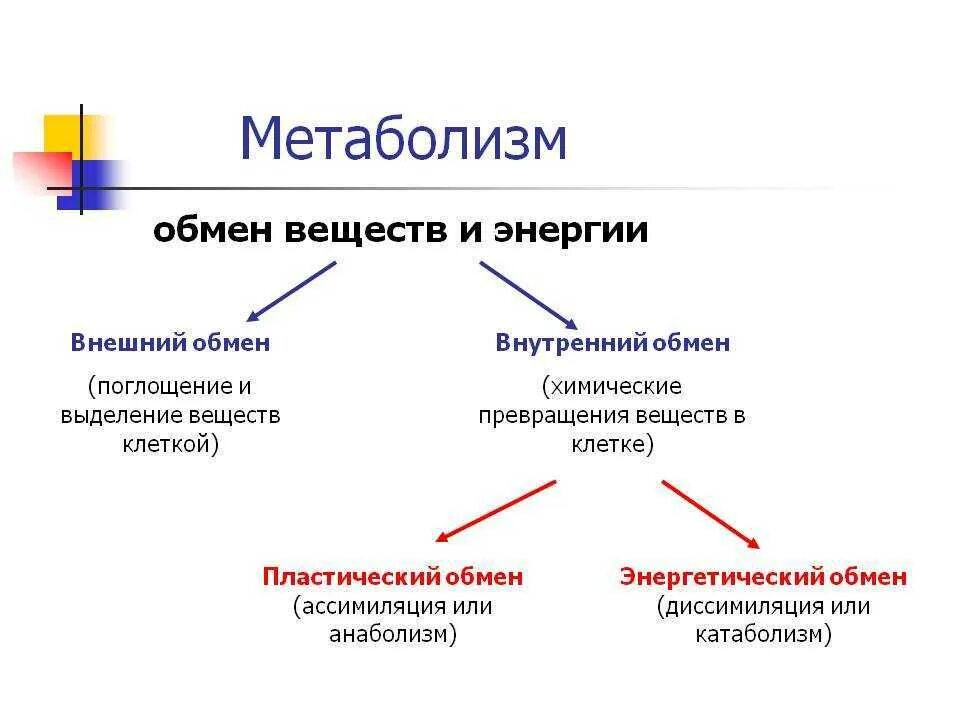 Метаболизм способность