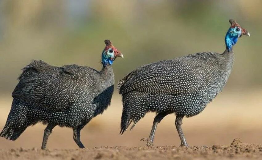 Грифовая цесарка самка. Голубая цесарка. Цесарка белая волжская. Цесарка бройлерная крапчатая. Цесарка самец.