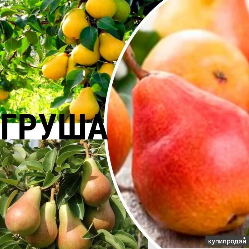 Кубань рассада. Кубань рассада