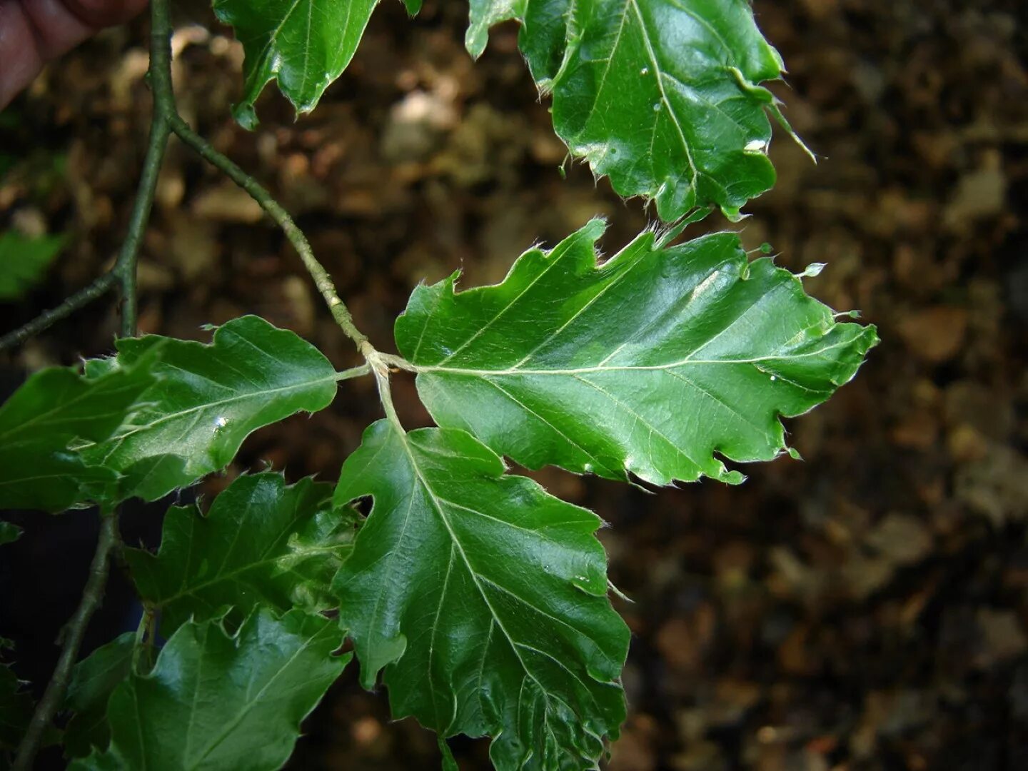 Семена Бука восточного (лат. Fagus orientalis), 2 грамма (примерно 4шт) AliExpre