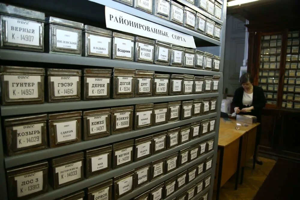 институт растениеводства им вавилова в блокаду. хранилище семян вавилова. всероссийский институт растениеводства, коллекция н. музей метрополитен в экспозиция нью-йорке. коллекция институт.