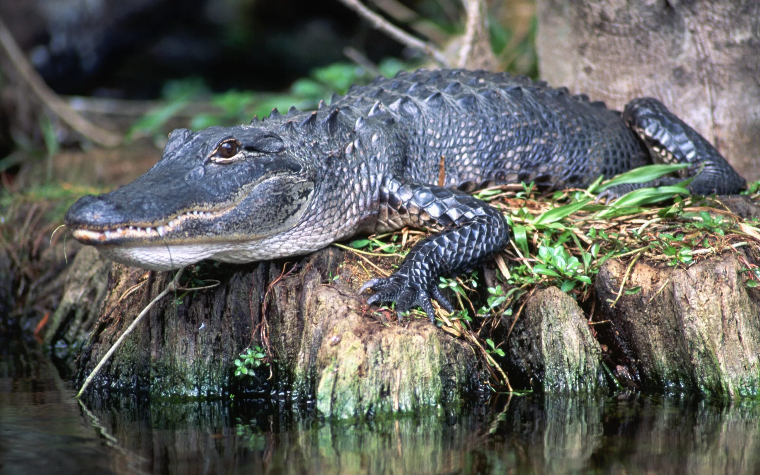 Рептилии живущие в воде. Пресмыкающиеся крокодил. Пресмыкающиеся животные Аллигатор. Амазонский Кайман. Рептилии крокодилы.
