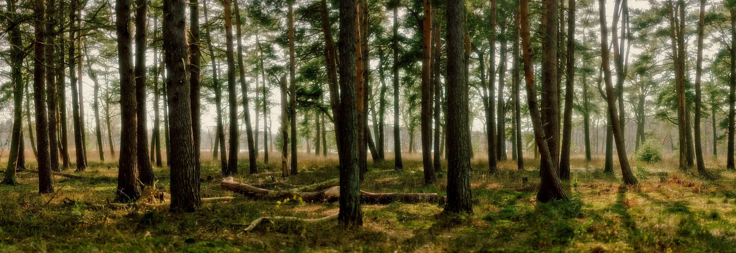 Панорама леса. Лес панорама. Сосновый лес. Панорама соснового леса. Лес который со всех сторон