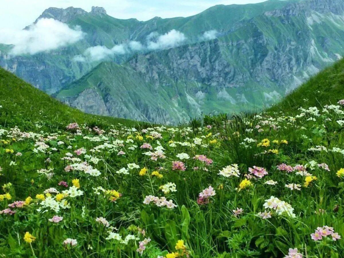 Северная осетия сады. Северная Осетия горы Альпийские Луга. Альпийские Луга Ингушетии. Швеция Альпийские Луга. Альпийские Луга Эльбруса.
