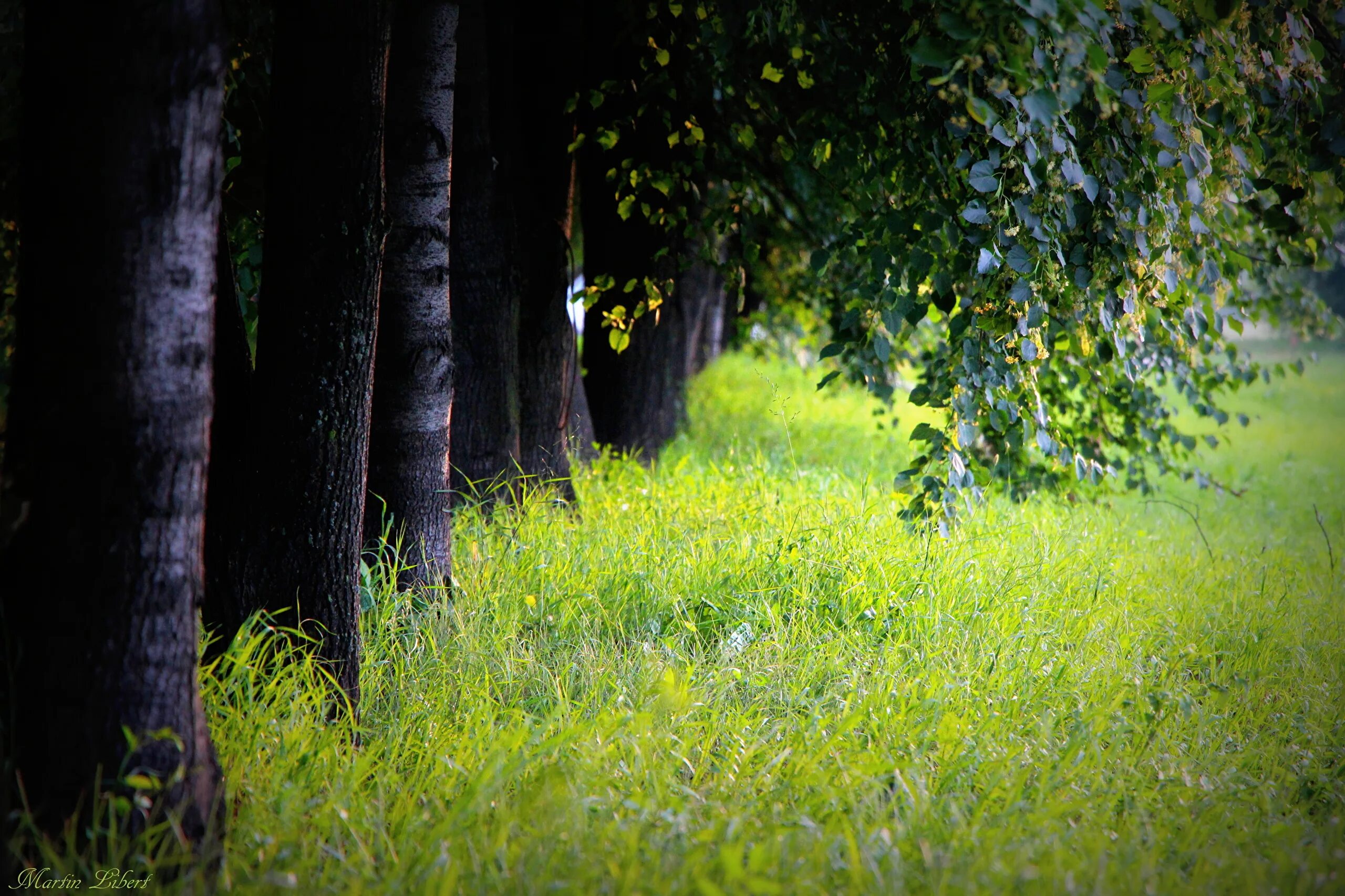 Grass trees