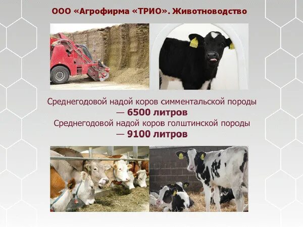 агрофирма трио. агрофирма трио. агрофирма трио. трио логотип. трио логотип.