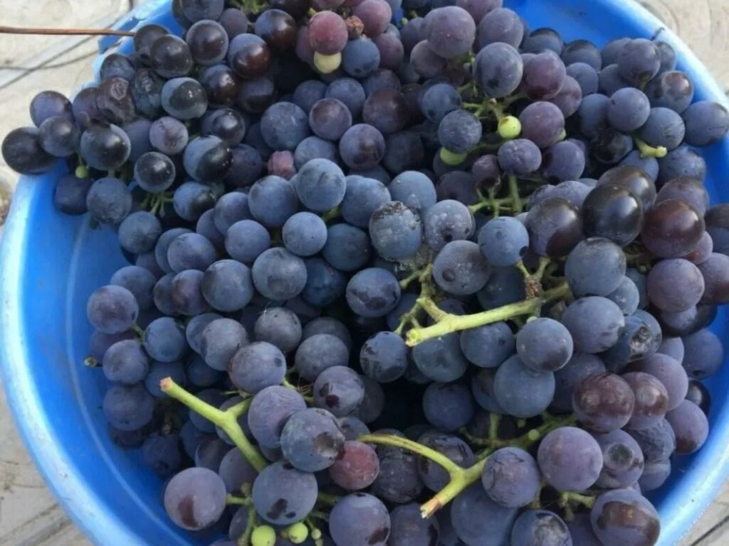 10 килограмм винограда