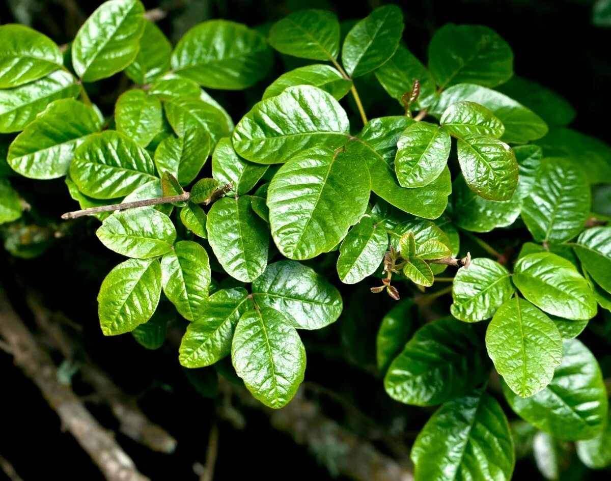 Poison Oak растение. Токсикодендрон пушистый. Ядовитый дуб растение. Ядовитый дуб