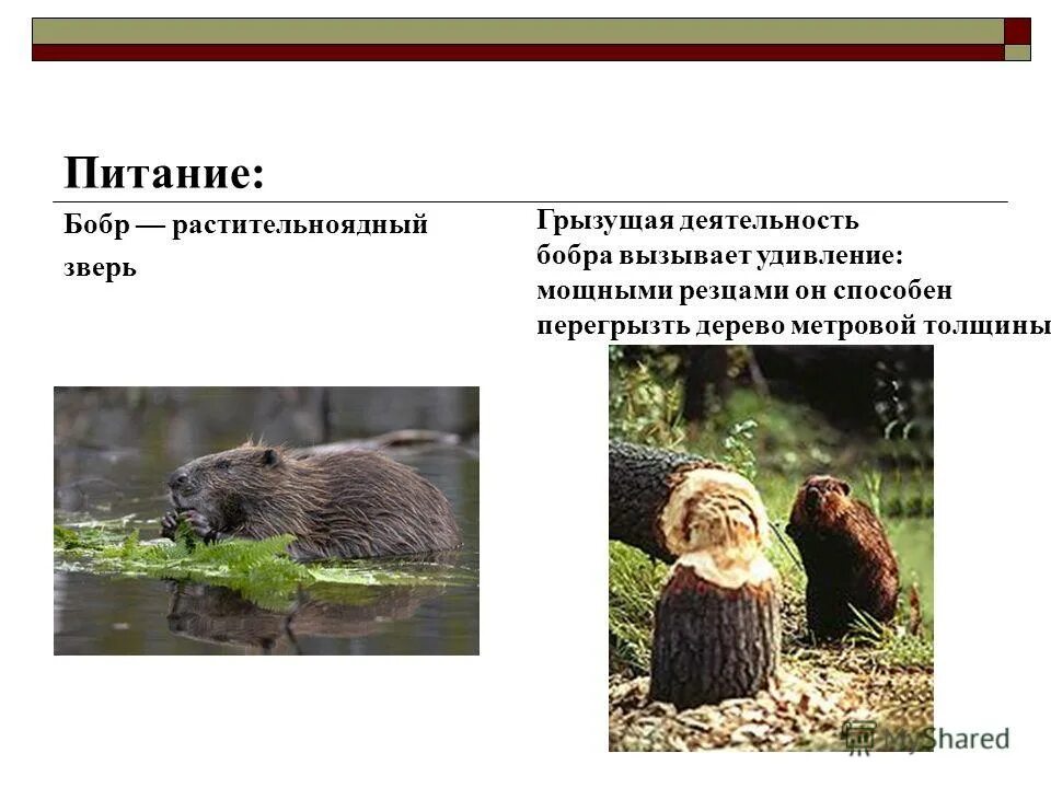 звонок бобр