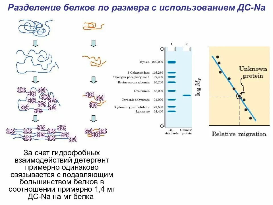 Изоэлектрическое фокусирование белков. Методы разделения белков на фракции биохимия. Электрофорез белков биохимия. Белки ферменты крови. Методы разделения белков сыворотки крови высаливание электрофорез.