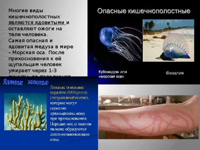 Как выглядит укус самой ядовитой медузы How to Treat Jellyfish Stings (with Pictures) wikiHow