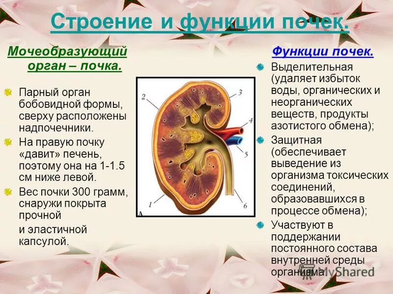 Строение функции почек органы функции. Анатомо-физиологическое строение почки. Почки строение и функции. Строение и функции почек таблица.