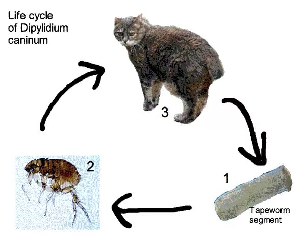 Dipylidium caninum. Дипилидиоз цикл.