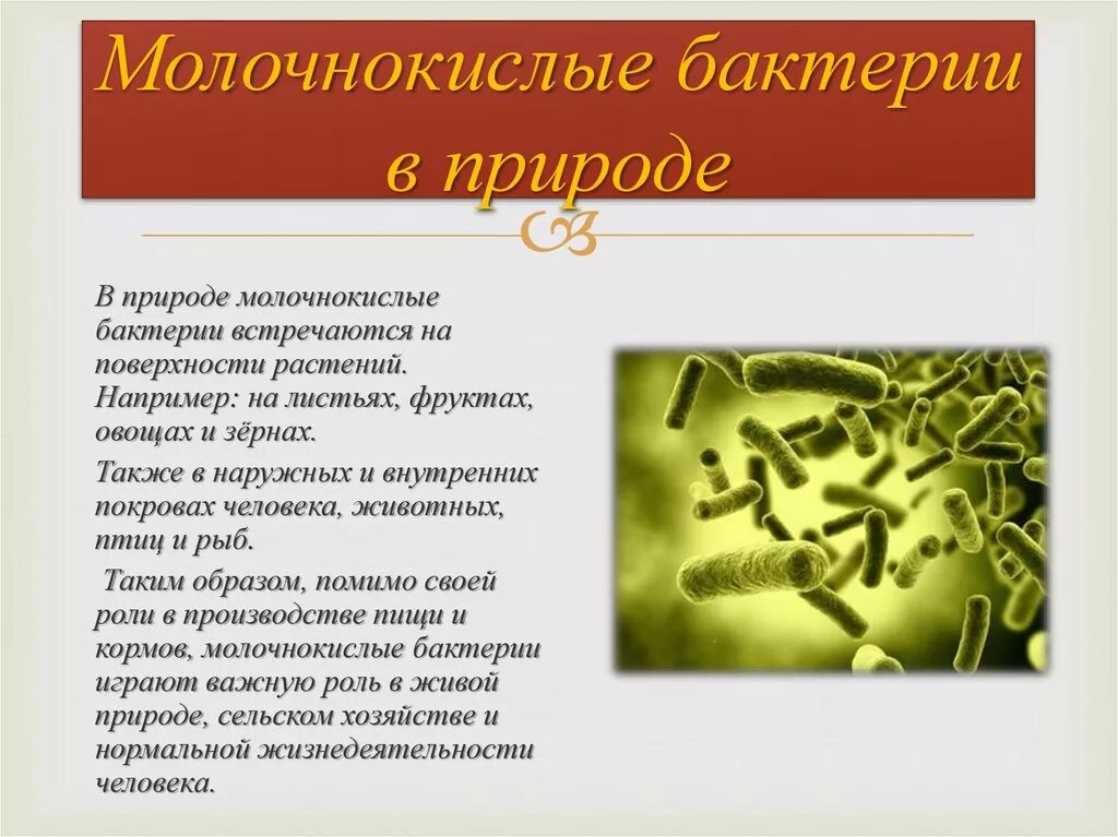 Каково значение бактерий в жизни человека впр. Кисломолочные бактерии. Молочнокислые бактерии. Роль кисломолочных бактерий. Молочнокислые бактерии в природе.