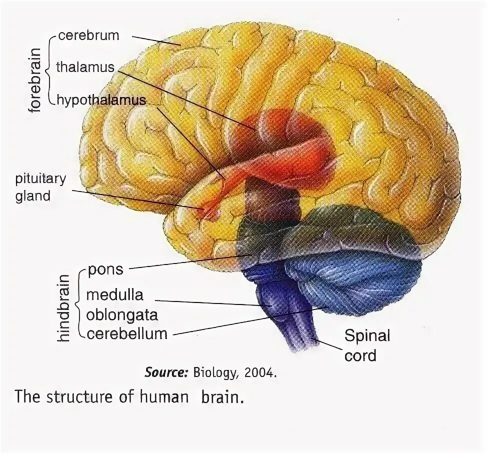 The structure of the human brain. Brain structure. мозг состоит из жира. центральная нервная система пирамида.