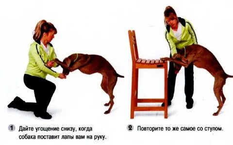 Как научить щенка давать лапу