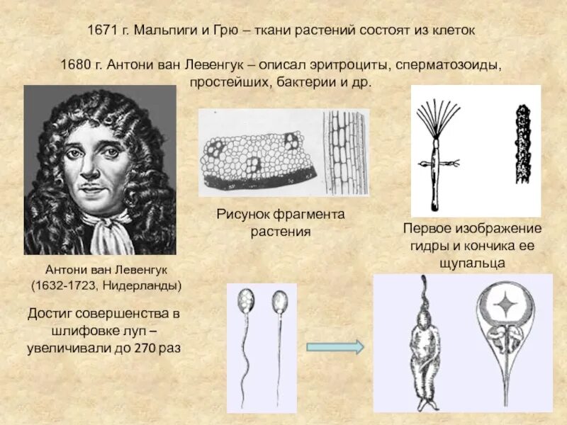 1 простейшие были открыты. Антони Ван Левенгук бактерии. Что открыл Антони Ван Левенгук клетка. Открытие микроорганизмов Антони Ван Левенгуком. Антони Ван Левенгук инфузория.