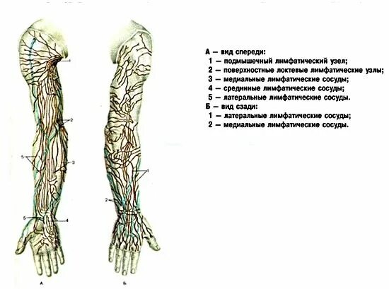 Лимфоузел на локте. Поверхностные лимфатические сосуды верхней конечности. Лимфатические сосуды и узлы человека схема. Лимфатическая система кисти. Лимфатические узлы нижних конечностей схема.