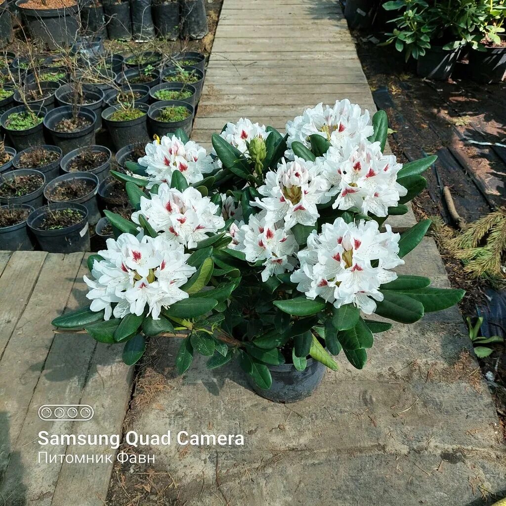 питомник уфа. садовый центр версаль в нагаево уфа. питомник уфа. питомник уфа саженцы деревьев. питомник уфа.