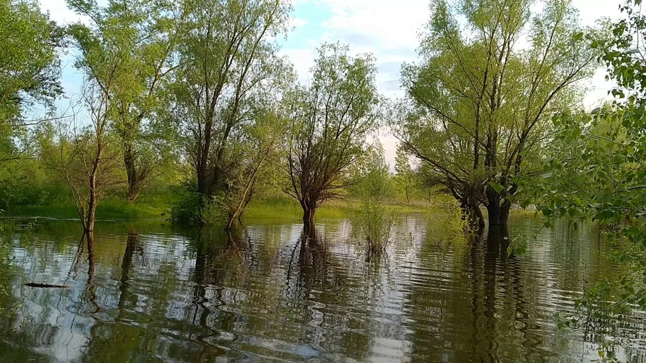 Разлив реки Волга. Разлив река Волга Волгоград. Разлив Волги в Волгограде. Половодье на Волге. Река разливалась широченным озером с поросшими